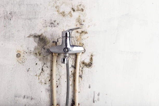 Best Mold Testing  in Brookridge, FL