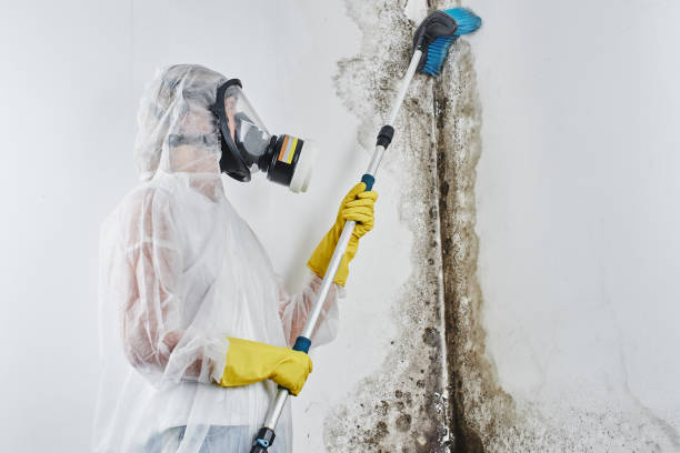 Best Same-Day Mold Removal  in Brookridge, FL