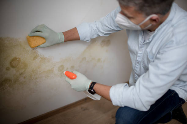 Best Mold Testing and Removal  in Brookridge, FL