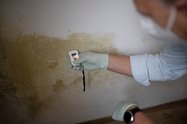 Best Mold Remediation  in Brookridge, FL