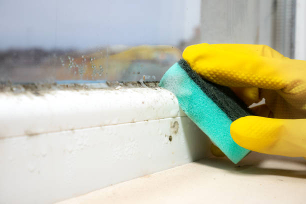 Mold Removal Process in Brookridge, FL