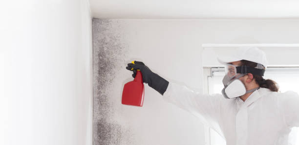 Best Mold Damage Repair  in Brookridge, FL