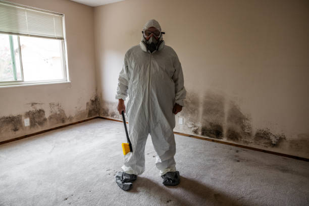 Best Emergency Mold Removal  in Brookridge, FL
