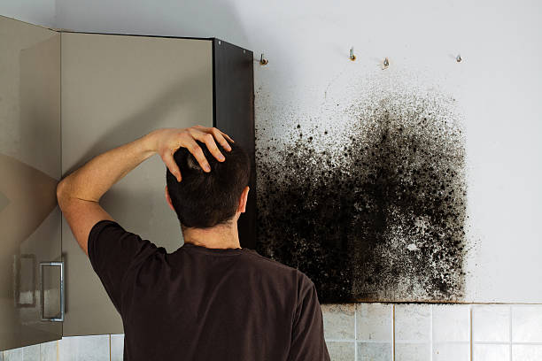 Best Mold Remediation Services  in Brookridge, FL